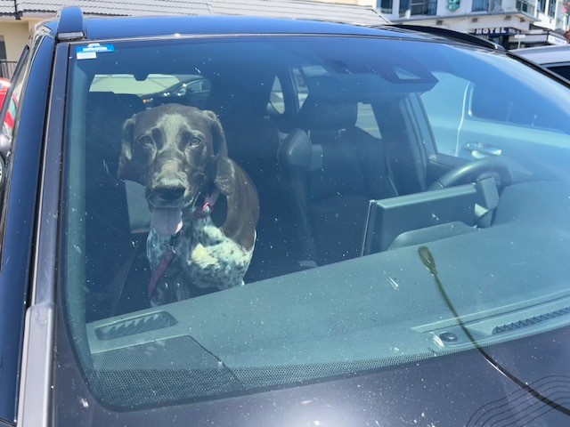 Chien haletant dans la voiture