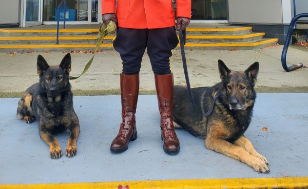 Une histoire de famille : Sur la photo, on peut voir le chien de police Niro à gauche et son père Herc à droite. Herc est un ancien chien de police qui est maintenant l’animal de compagnie du gendarme Tomasson.