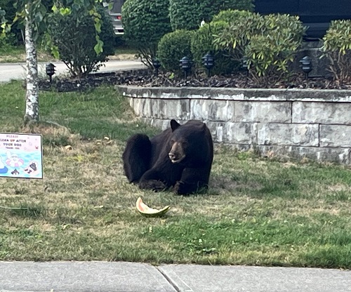 un ours blessé mange un melon d’eau après avoir été nourri par des voisins