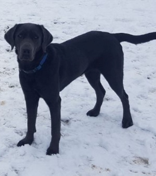 un labrador noir debout