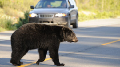 ours qui traverse la rue