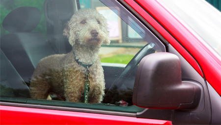 Dog in parked car with windows rolled up