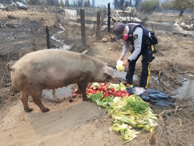 Le gendarme Walsh nourrit un porc d’aliments frais