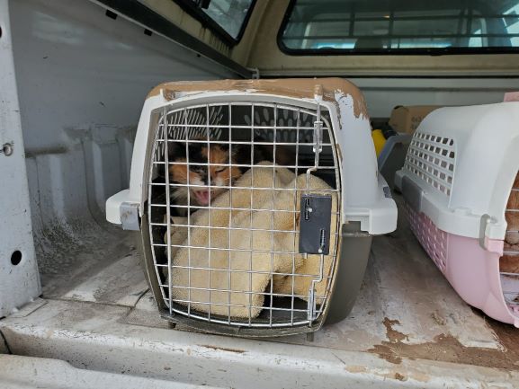 Un chat secouru dans une cage pour animaux à l’arrière d’un camion de police.