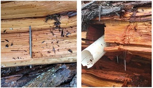 des pointes de métal et un tube en PVC dans un tronc d'arbre