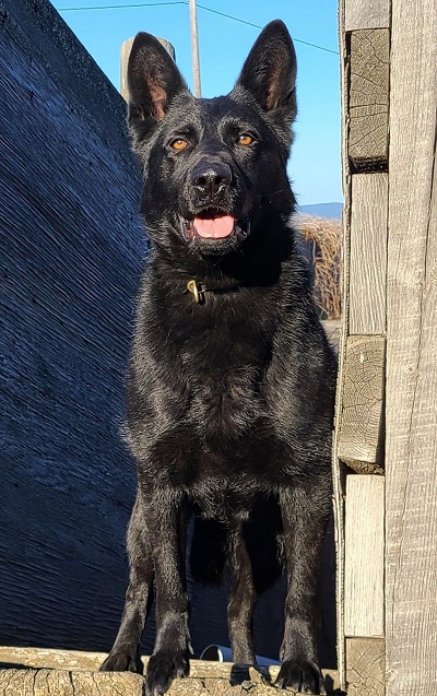 Neeka, une chienne policière de couleur noire qui se trouve sur une structure de bois