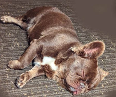 Une chienne de la race des bouledogues français aux poils longs chocolat et havane dort sur un tapis brun. 
