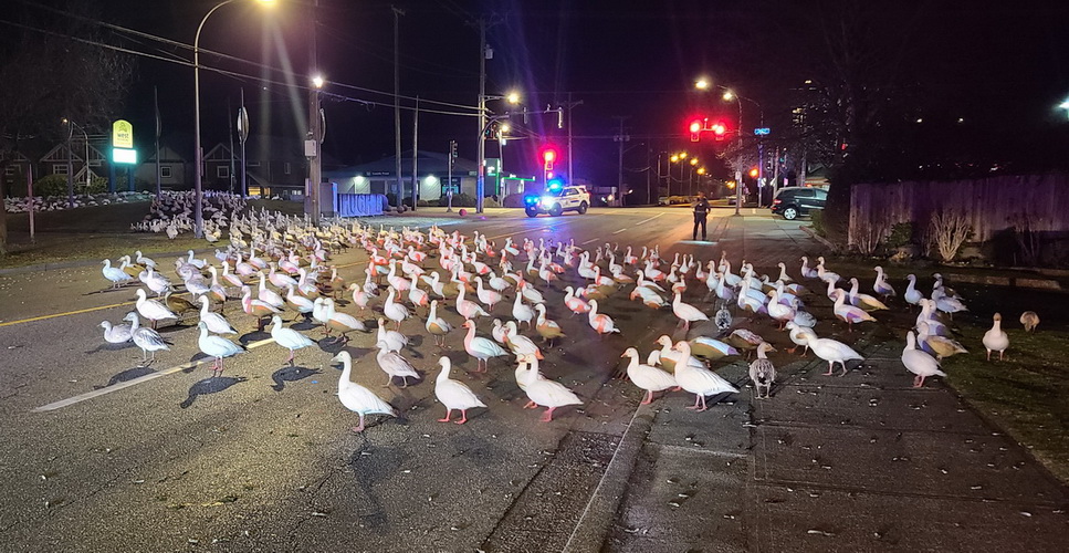 Une photo des oiseaux migrateurs affluent sur la route