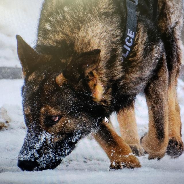 photo of police service dog Hawkes sniffing the ground tracking through snow