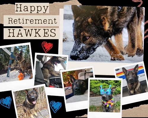 collage of photos of police service dog hawkes with happy retirement hawkes in text