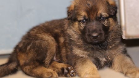 A German Shepherd puppy. 